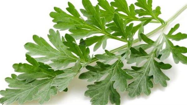 فوائد نبات الشيح