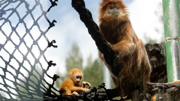 قرد جافان لانجور