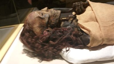 بعد عرضها.. الصورة الأولى لشعر مومياء الملكة تي بمتحف الحضارة