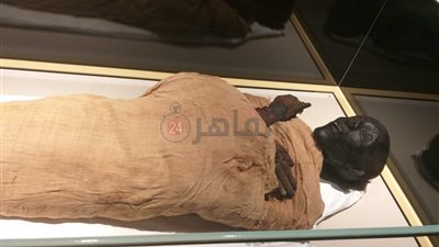 مدير مخزن المومياوات: المحتوى المائي الخاص بكل مومياء يتراوح بين 10% و14%