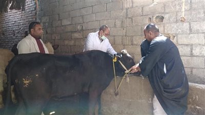 محافظ الفيوم: تحصين 63 ألف رأس ماشية ضد 