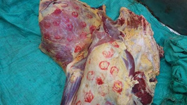 لحوم غير صالحة -