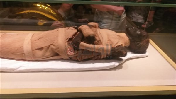 مومياء الملك تحتمس