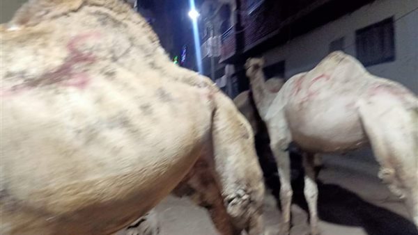 منع الجمال بشوارع