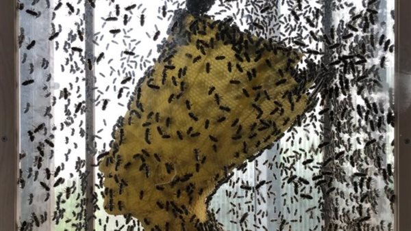 منحوتة من شمع العسل