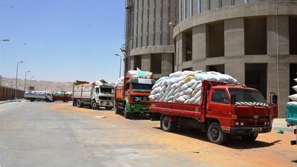 توريد القمح في سوهاج