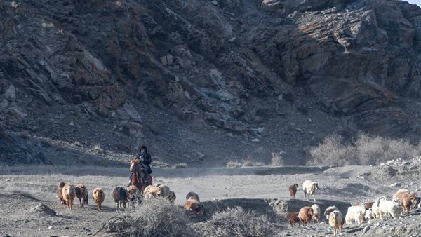 رعاة يقودون الاغنام