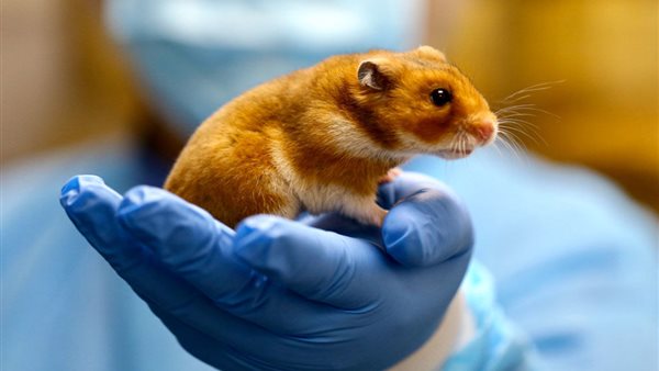 فئران تجارب