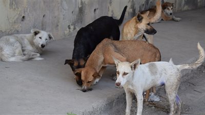 محافظ القليوبية يحذر من سلالات جديدة نتيجة تزاوج الكلاب والسلعوة