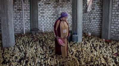 السفارة السويسرية تحتفل باليوم العالمي للمرأة بقصة مربية دواجن مصرية