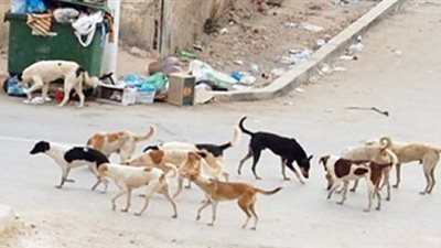 نقيب الفلاحين: يوجد 15 مليون كلب ضال في مصر.. وعلينا التخلص منهم بالطرق الرحيمة