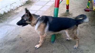 ظهور كلب عملاق يثير الدهشة في أمريكا (صورة)