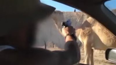 “وقف أمام الرصاص وفدى شابًا”.. قصة الجمل بطل مذبحة أوسيم (فيديو وصور)