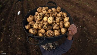 بعد البصل.. الأسواق التركية تفتح أبوابها أمام البطاطس المصرية