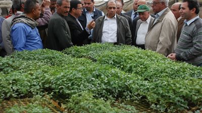 براتب 40 ألف.. تفاصيل استعانة «الزراعة» بخبير أجنبي في برنامج إنتاج تقاوي الخضر