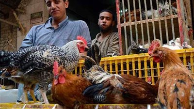 خاص.. سريان تطبيق قانون حظر تداول الطيور الحية بأمر من مجلس الوزراء (التفاصيل الكاملة)
