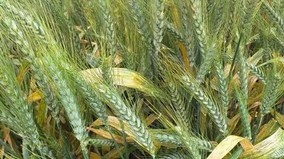 «المحاصيل الحقلية» يكشف حقيقة زراعة القمح المصري  «إسماعيلية 1» بالمياه المالحة