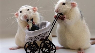 في يومها العالمي.. فوائد لا تتوقعها عن الفئران