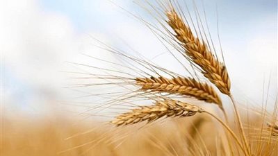 وزير الزراعة: نجحنا في استنباط اصناف قمح الخبز والمكرونة جديدة