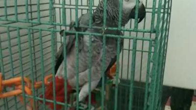 “امسك عصفورة”.. الشرطة تلقي القبض على “ببغاء” يخبر تجار المخدارت بالحملات الأمنية