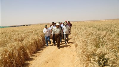 تأكيدا لانفراد “القاهرة 24”.. وزير الزراعة يفتتح موسم حصاد القمح بغرب المنيا (صور)