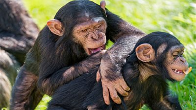 مهددون بالانقراض ولا يتزاوجون.. لماذا يعيش شمبانزي حديقة الحيوان حياة تعيسة في شم النسيم؟