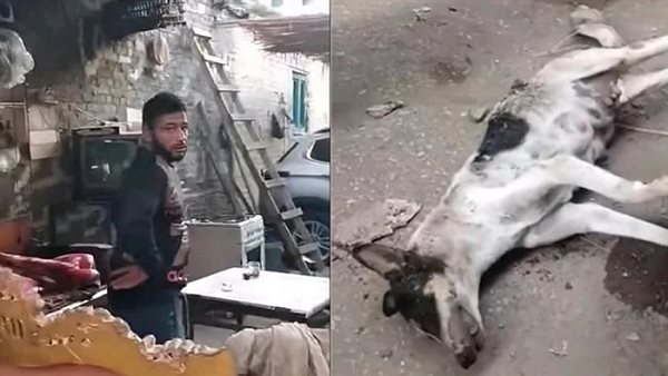 سايس يقتل كلبة