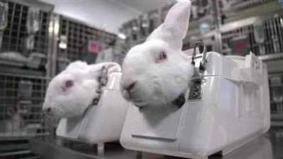 إجراء تجارب على الأرانب لإنتاج مستحضرات تجميل تثير جدلًا.. وحقوقيون: كارثة
