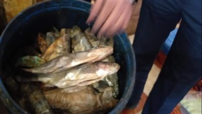 ضبط طني فسيخ وسردين فاسدة داخل مصنع ألبان بالبحيرة (صور)
