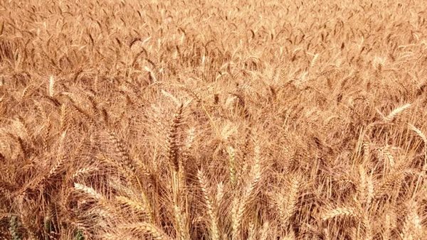 موسم حصاد القمح