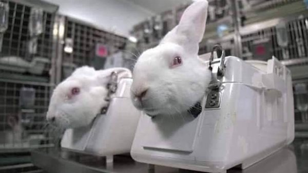 الأرانب في مرحلة