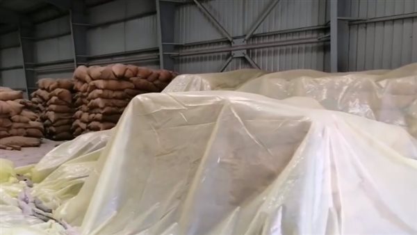 توريد القمح بالمنيا