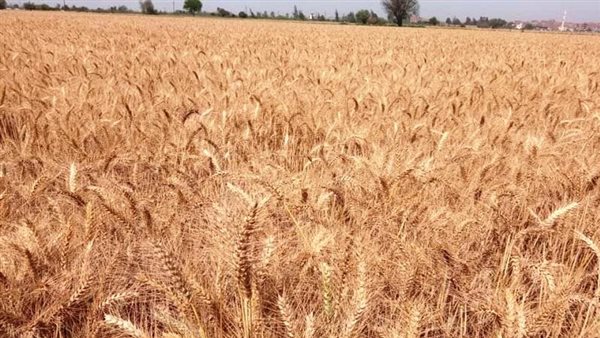 قمح أرشيفية