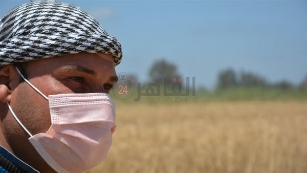 موسم حصاد القمح ببورسعيد