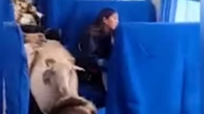 فقط في الصين.. الأغنام والركاب جنبًا إلى جنب داخل القطار