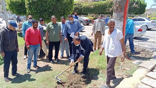 زراعة شجر زيتون بحدائق