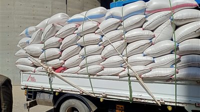 توريد 12 ألفًا و500 طن قمح بالمنيا