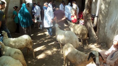 بيطري المنيا: بدء الحملة الأولى للتحصين ضد مرض الجلد العقدي الأسبوع المقبل