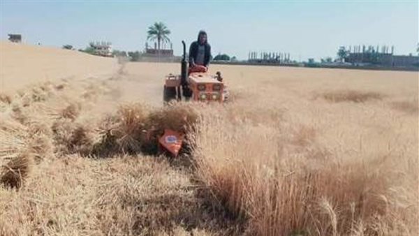 موسم حصاد القمح بالشرقية