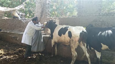 الزراعة: تحصين أكثر من 1.6 مليون رأس ماشية ضد مرض الجلد العقدي وجدري الأغنام