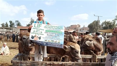 بشرى سارة لمربي الصعيد بشأن صندوق التأمين على الثروة الحيوانية