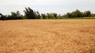 في 120 ساعة.. حصاد 109 آلاف طن قمح في موسم الحصاد بالشرقية (صور)