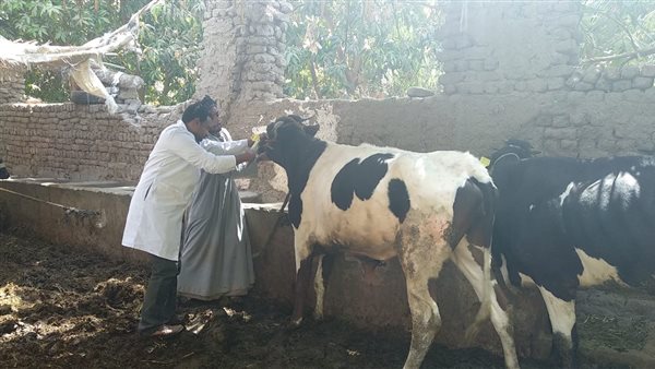 تحصين الماشية