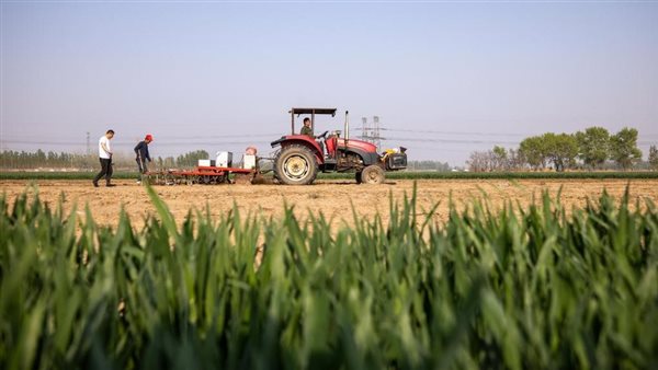 زراعة الفول 