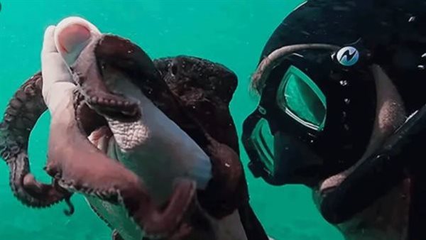 فيلم My Octopus Teacher