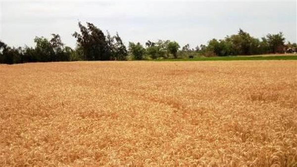 حصاد القمح بالشرقية
