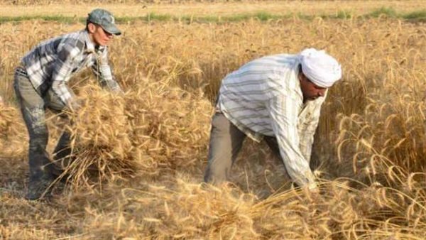 حصاد القمح - أرشيفية