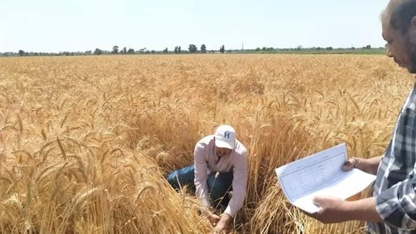 محصول القمح