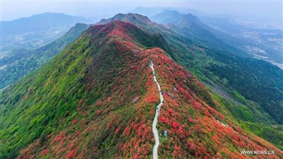  سياح وسط تفتح زهور الأزالية في جنوب غربي الصين