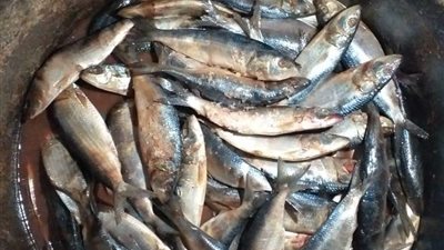 قبل شم النسيم.. ضبط سردين مملح غير صالح للاستهلاك الآدمي بسوق الفراخ في الفيوم (صور)